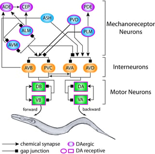 An example of a Mechanosensation network, taken from Wormbook