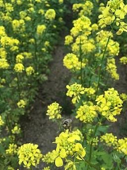 White Mustard