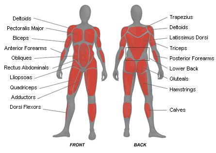 Map of the body's muscle structure