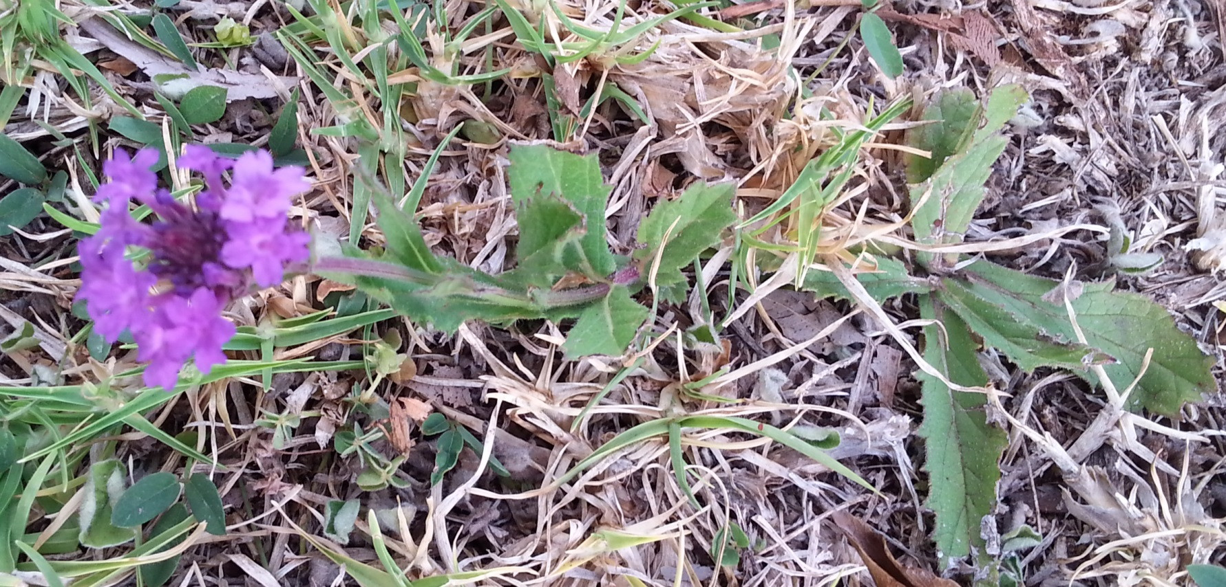 suspicious looking plant/weed