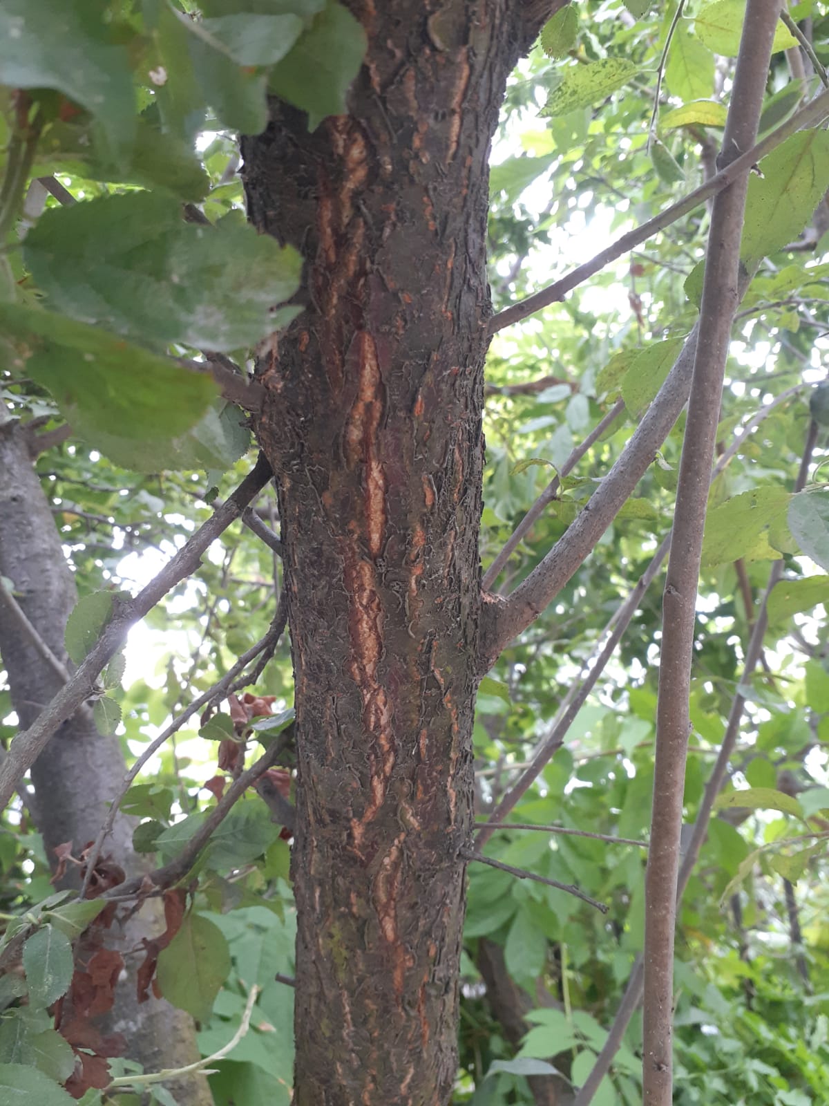 diagnosis - Bark on plum tree concern - Gardening & Landscaping Stack ...