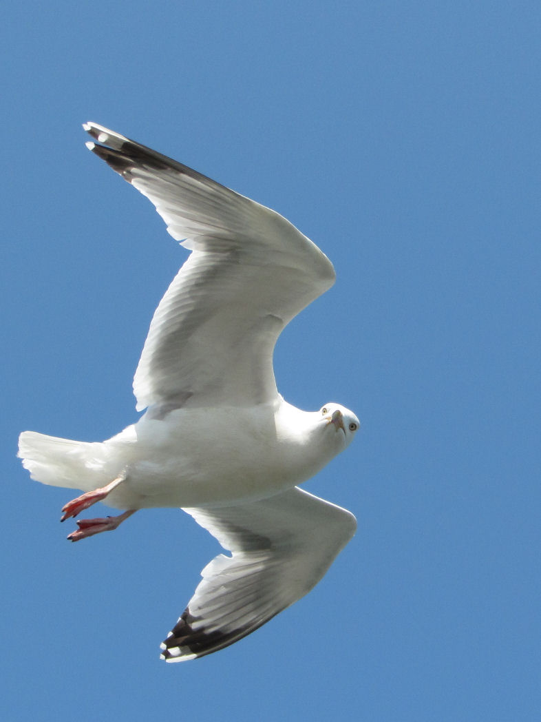 A sea gull in the air