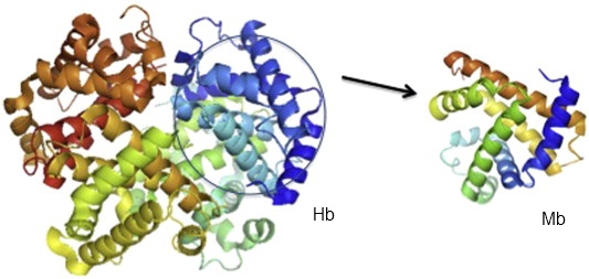 myoglobin hemoglobin