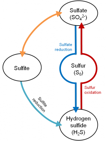 sulfur metabolism