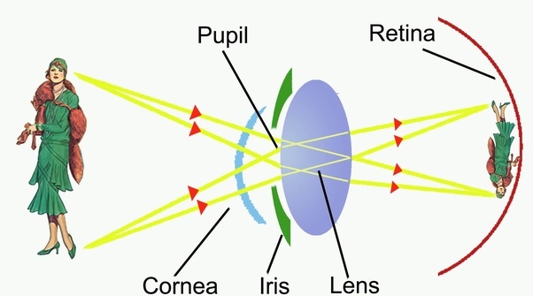 Inverted image on the retina.