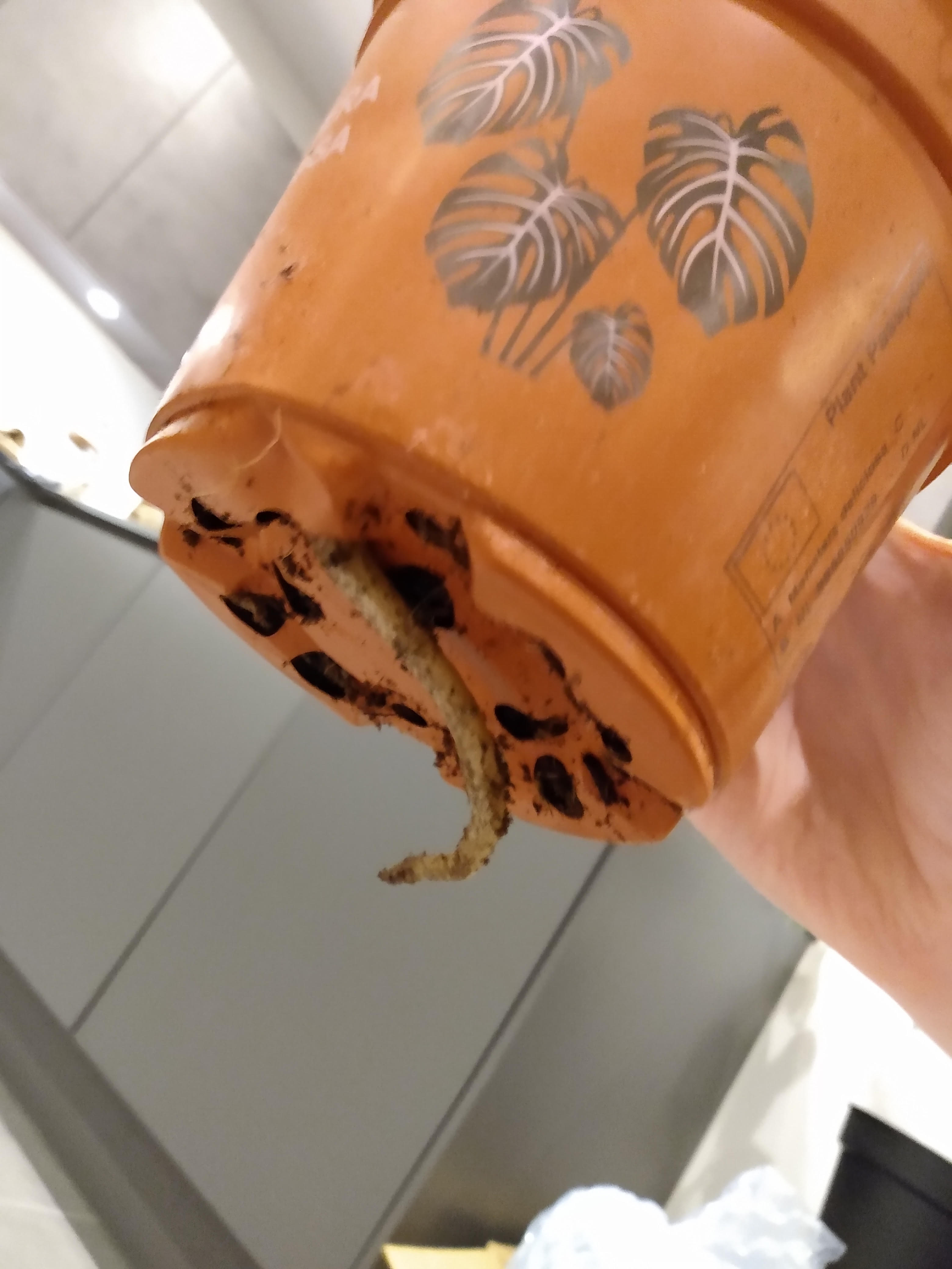 root growing out the bottom of the monstera pot