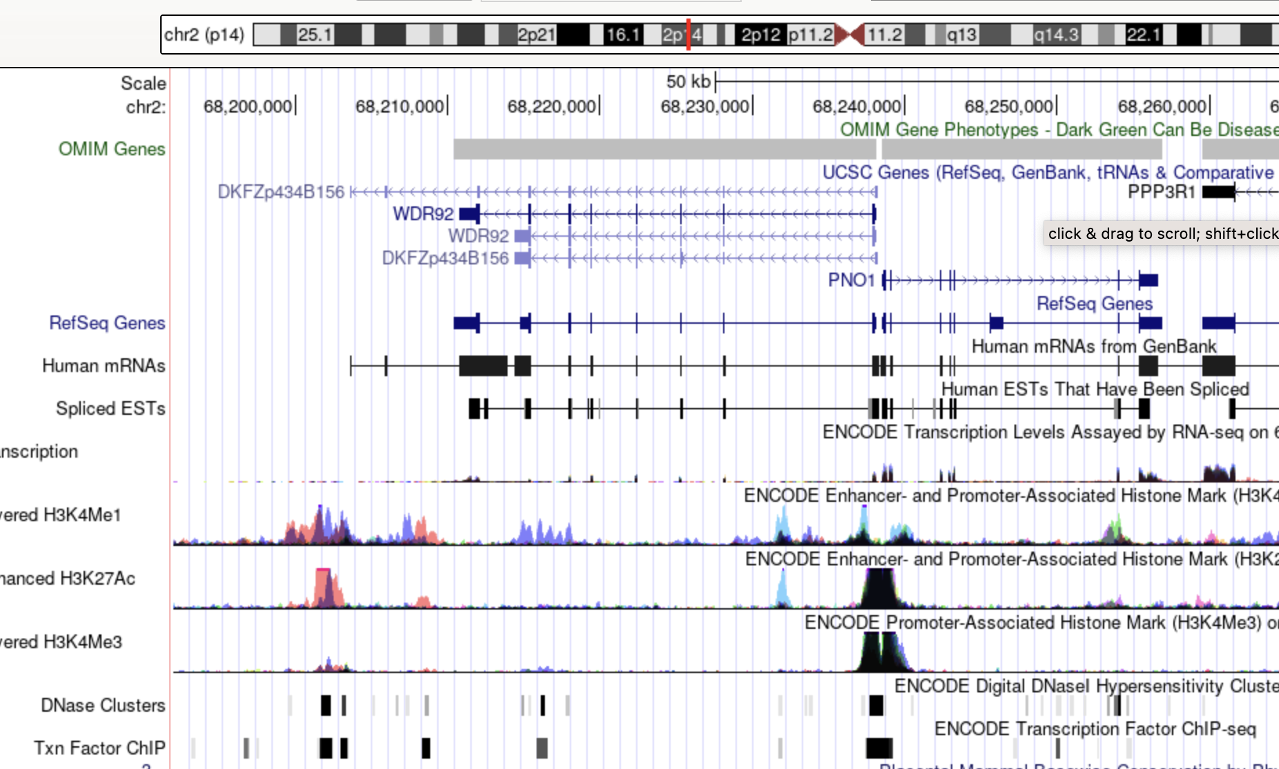 UCSC browser shot of WDR92 showing promoter histone marks to the right of the transcribed unit on human chromosome 2