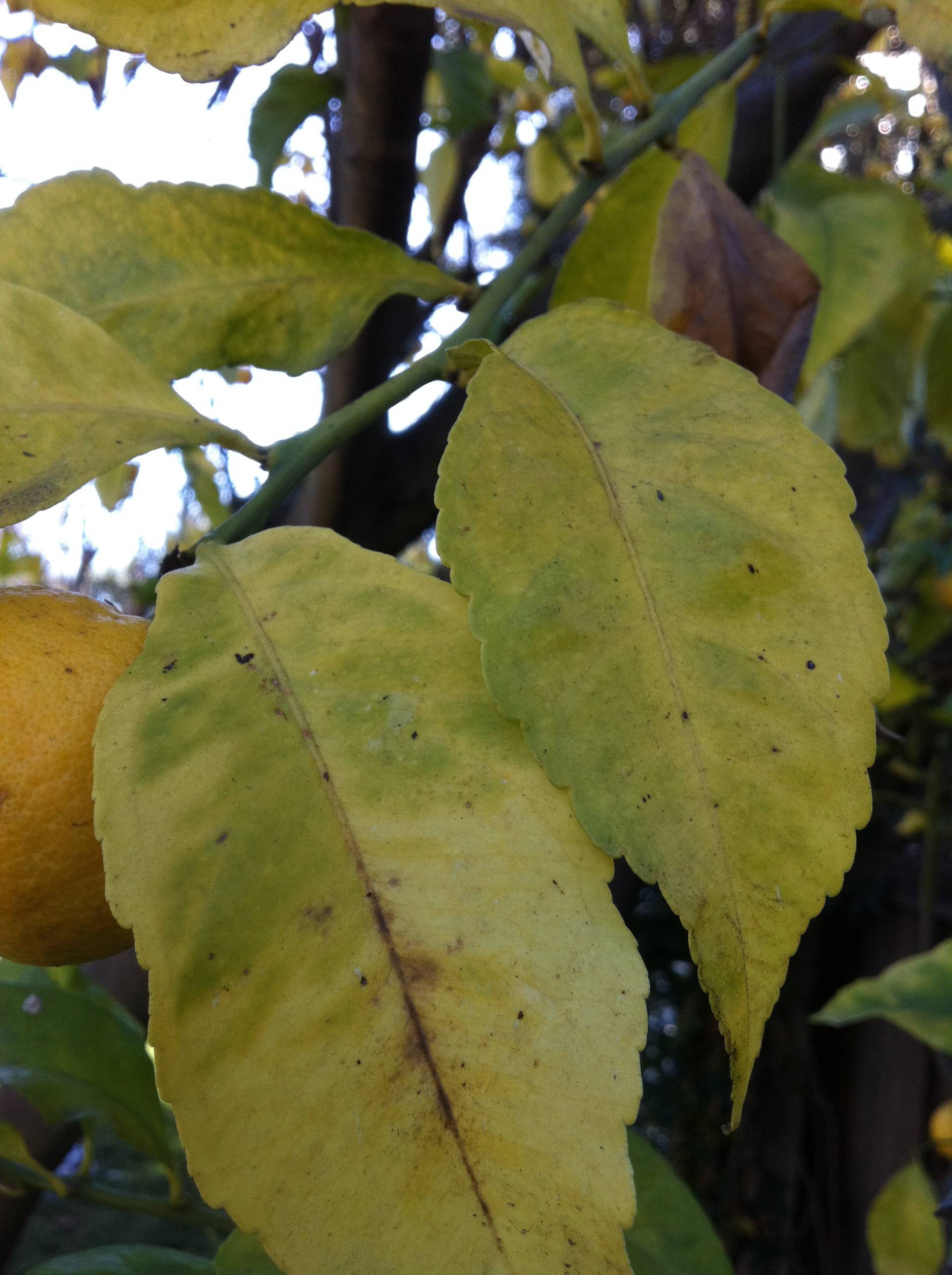 Yellowing leaf