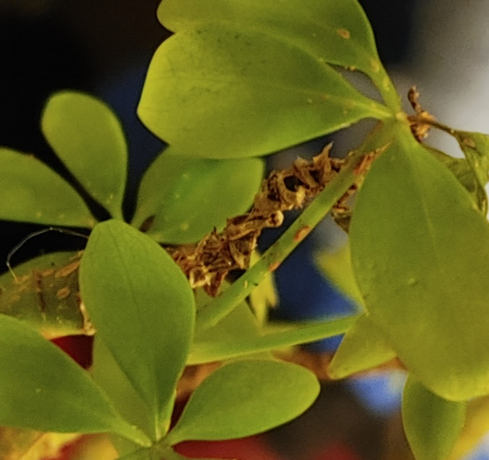 leaf pattern