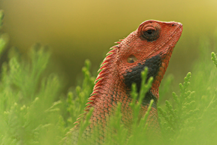 Oriental Garden Lizard - Himanshu Punetha