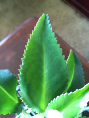 leaf close up