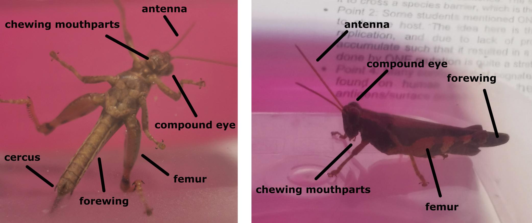 Orthoptera labeled bodyparts