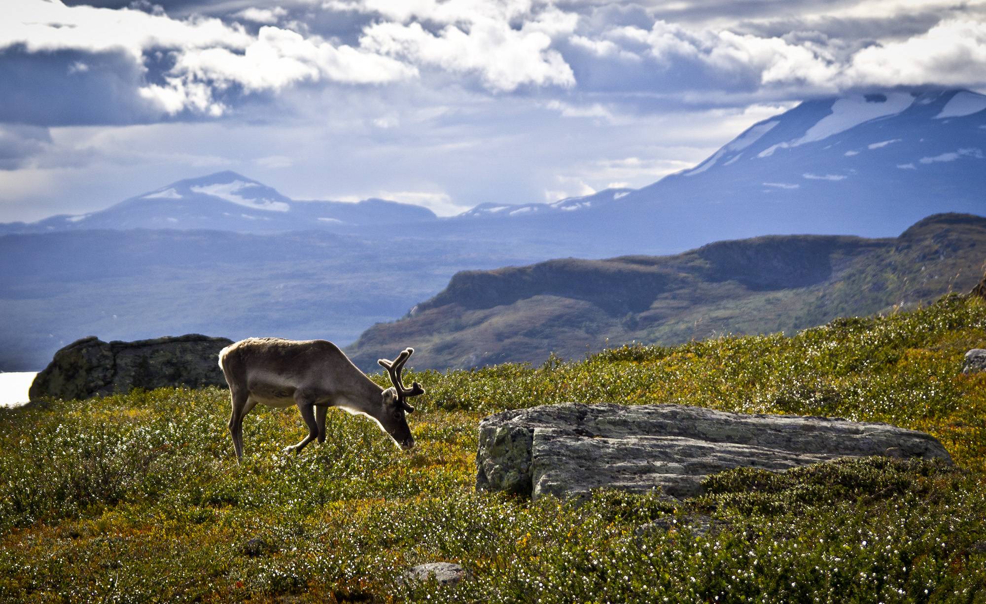 Reindeer