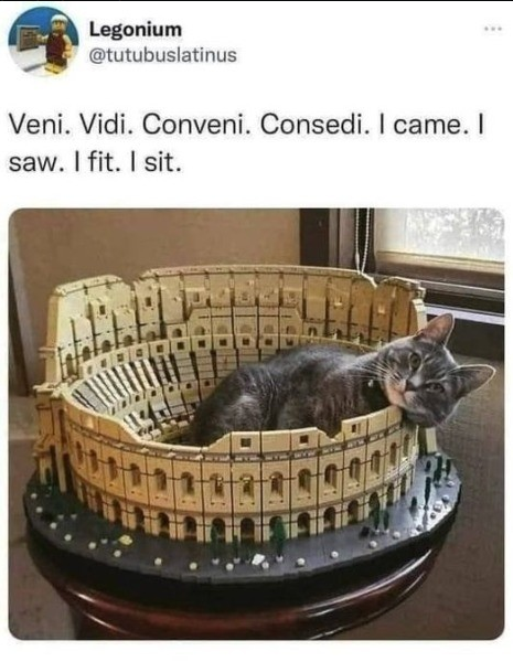 Cat lying in Colosseum bed, pun on Caesar’ Laconism