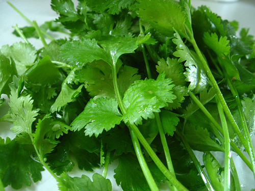 close up of cilantro leaves