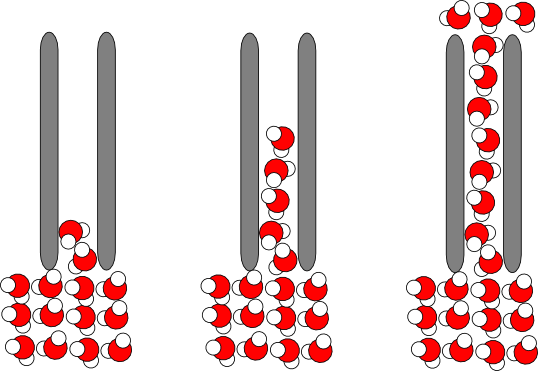 Capillary action of water