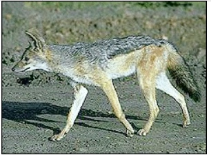 coyote