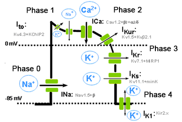 Phases of Cardiac Action Potential and Relevant Receptors