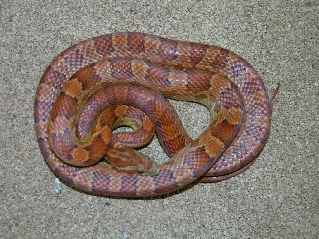 Corn snake with ammonia