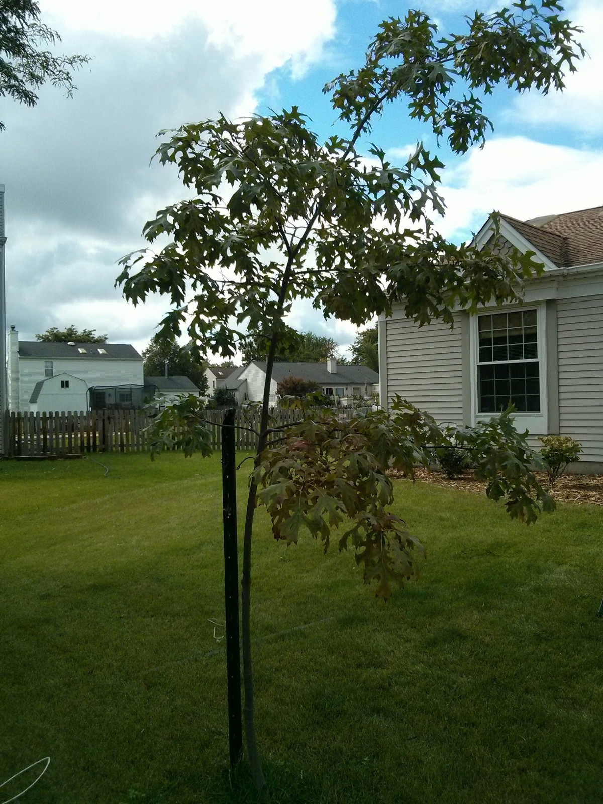 Here's a picture of the pin oak in question