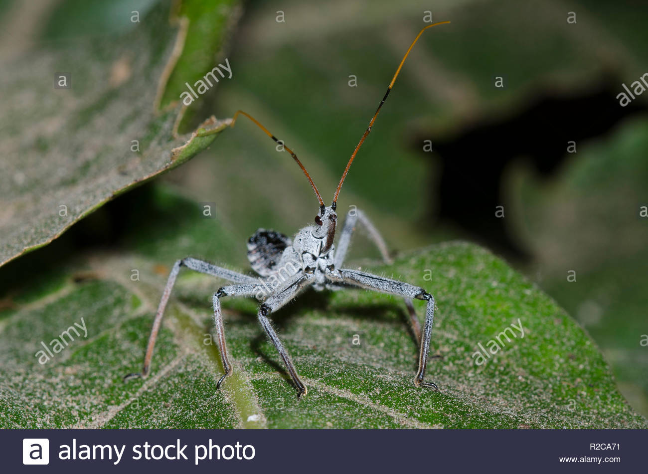 Juvenile Wheel bug