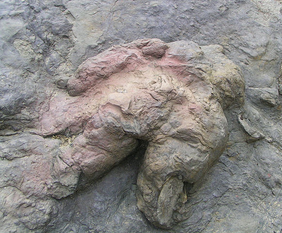 tyrannosaurus track