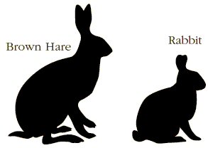 Hare compared to rabbit