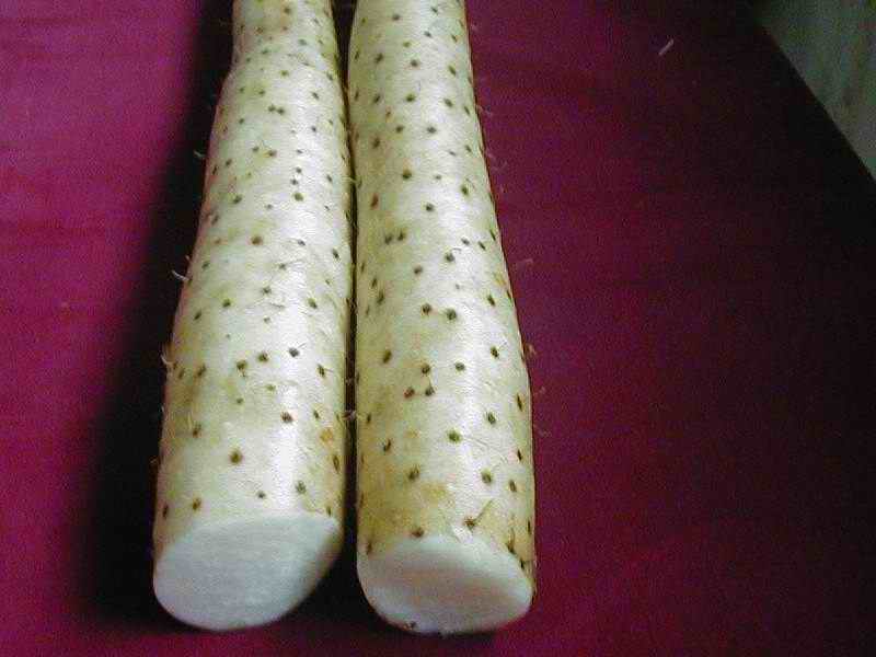 Chinese yam