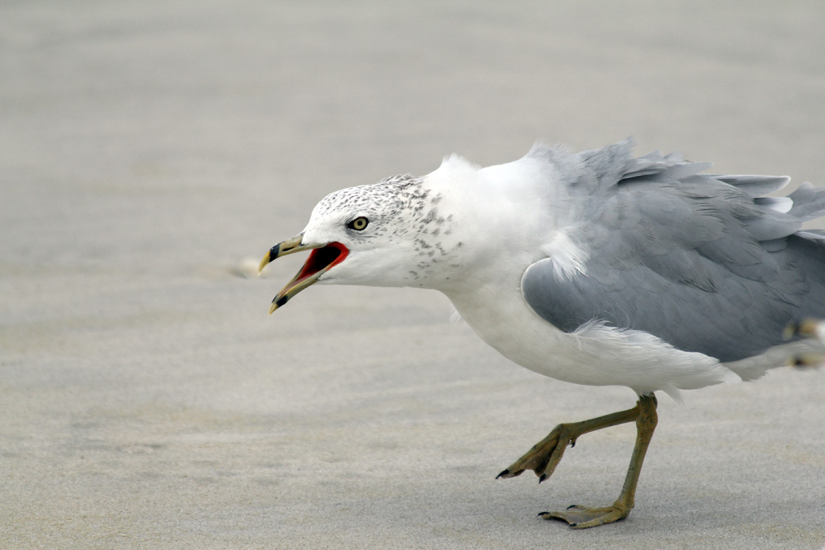 Beach Chicken's user avatar