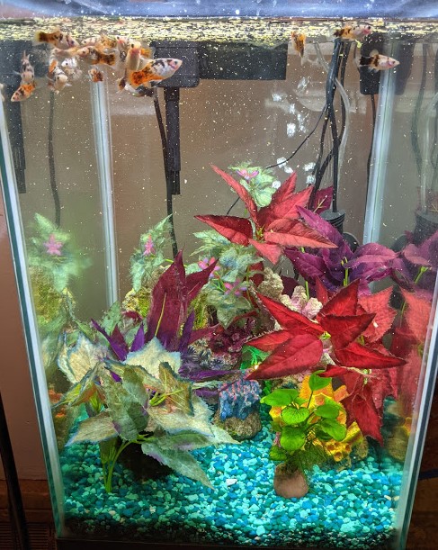 A colorful aquarium with several platy fish